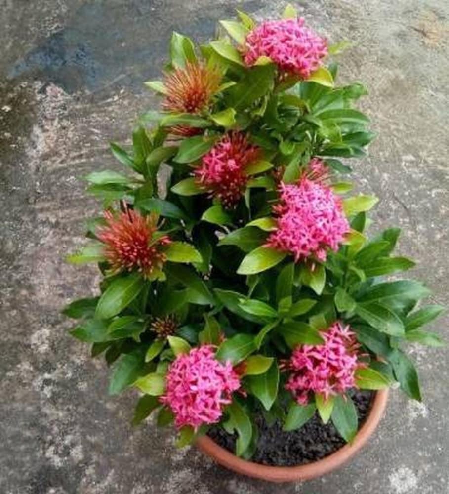 Exora /Thechi garden plant 1 feet