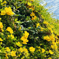 Dolichandra Unguis Cats Claw Garden Plant Lowest Price guarantied