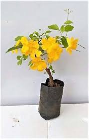 Dolichandra Unguis Cats Claw Garden Plant Lowest Price guarantied