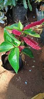 Catstail (Kolivalan) Plant 1 feet
