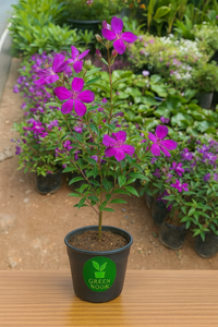Melastoma garden plant with Plastic pot 6 inch.