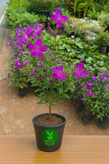 Melastoma garden plant with Plastic pot 6 inch.
