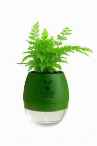 Araucaria plant live air purifying indoor plant with self watering pot.