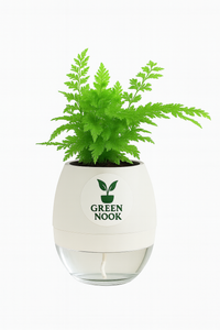 Araucaria plant live air purifying indoor plant with self watering pot.