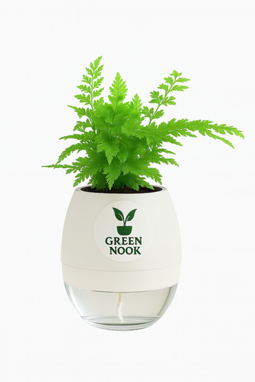 Araucaria plant live air purifying indoor plant with self watering pot.