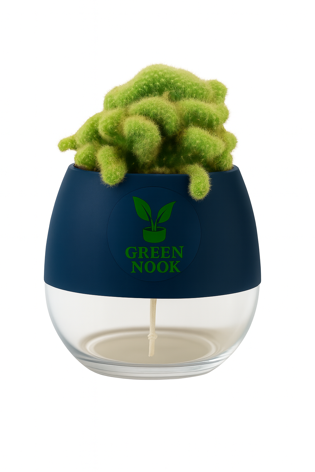 Cactus plants live air  purifying indoor plant with self watering pot