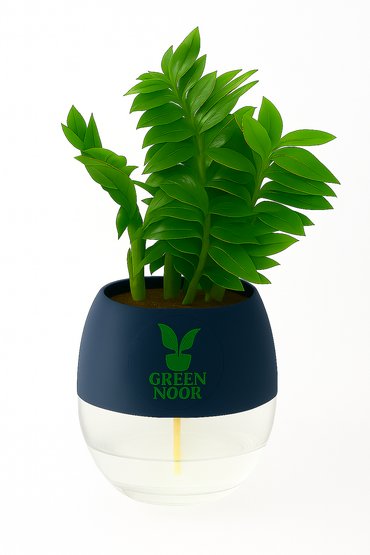 Zamioculas Zamiifolia plant live air  purifying indoor plant with self watering pot.