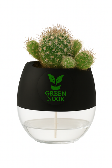 Noto Cactus rutilant plant live indoor plant with self watering pot.