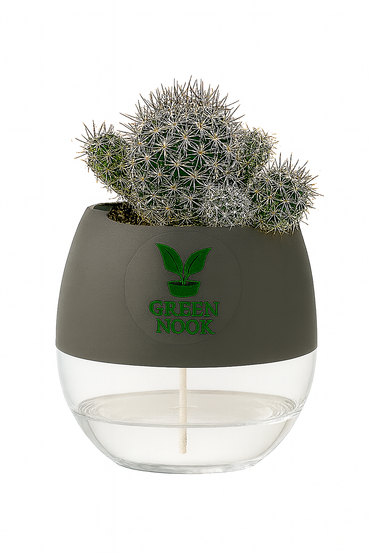 Noto Cactus rutilant plant live indoor plant with self watering pot.