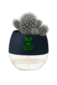 Noto Cactus rutilant plant live indoor plant with self watering pot.