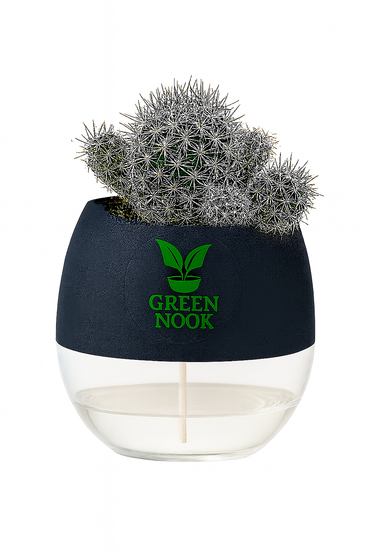 Noto Cactus rutilant plant live indoor plant with self watering pot.