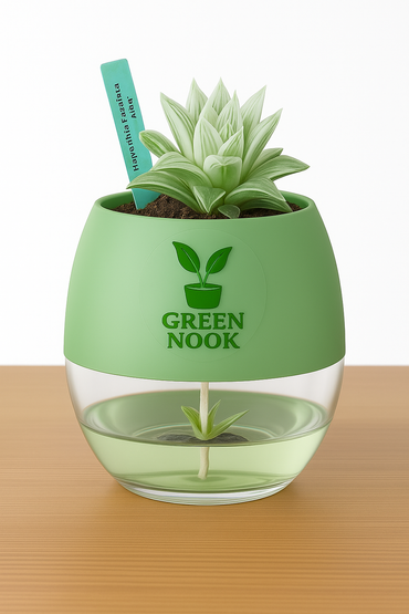 Haworthia retusa plant live indoor plant with self watering pot.