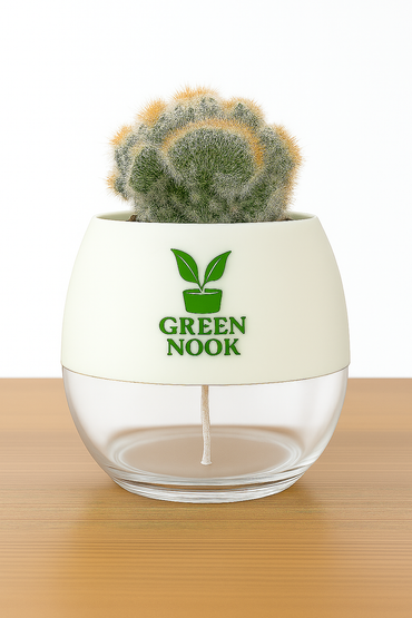 Cactus plants live air  purifying indoor plant with self watering pot.