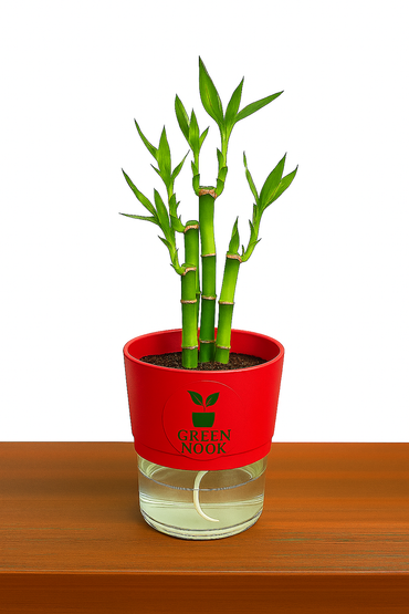 Lucky bamboo Plant with self watering pot.