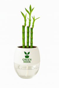 Lucky bamboo Plant with self watering pot.