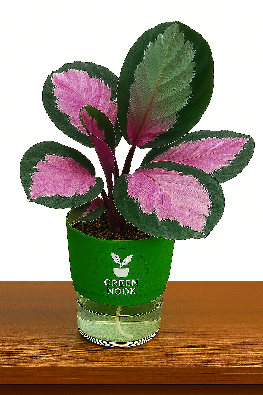 The paradise calathea roseopicta "Rosy' live indoor house hold plant with self watering pot.