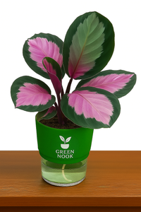 The paradise calathea roseopicta "Rosy' live indoor house hold plant with self watering pot.