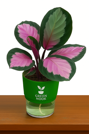 The paradise calathea roseopicta "Rosy' live indoor house hold plant with self watering pot.