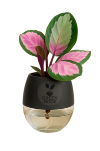 The paradise calathea roseopicta "Rosy' live indoor house hold plant with self watering pot.