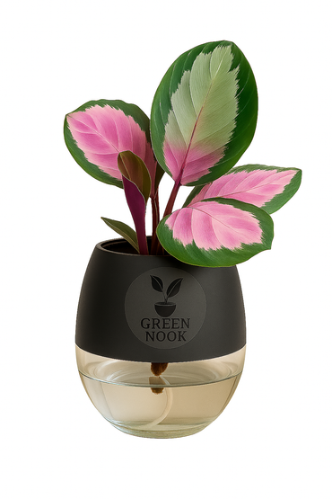 The paradise calathea roseopicta "Rosy' live indoor house hold plant with self watering pot.