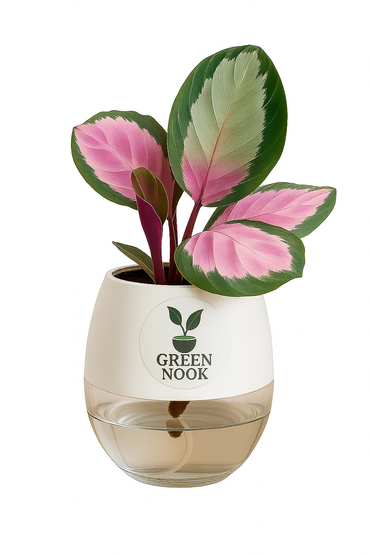 The paradise calathea roseopicta "Rosy' live indoor house hold plant with self watering pot.