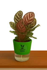 Calathea Peacock Makoyana plant live air  purifying indoor plant with self watering pot.