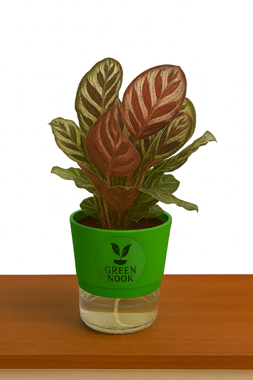 Calathea Peacock Makoyana plant live air  purifying indoor plant with self watering pot.