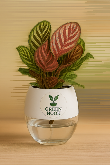 Calathea Peacock Makoyana plant live air  purifying indoor plant with self watering pot.