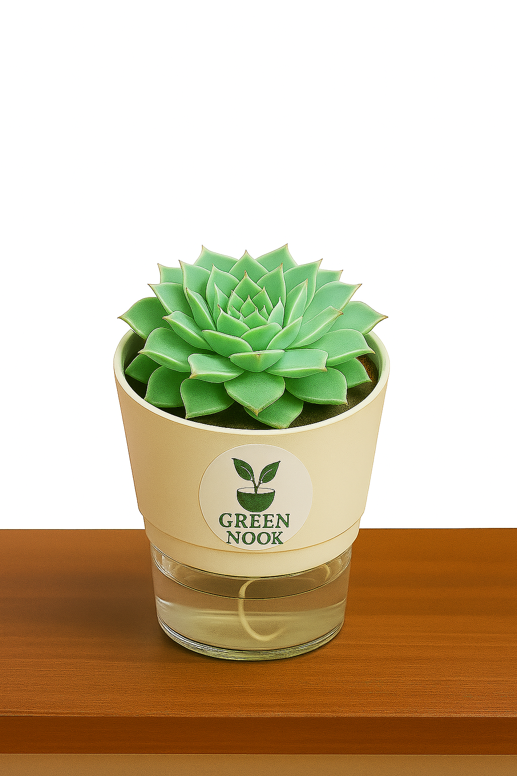 original Lakshmi Kamal indoor plant with self watering pot vasthu plant.