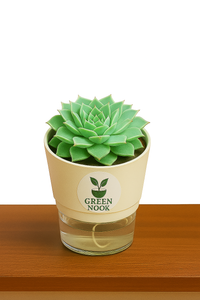 original Lakshmi Kamal indoor plant with self watering pot vasthu plant.