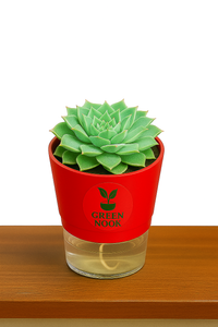 original Lakshmi Kamal indoor plant with self watering pot vasthu plant.