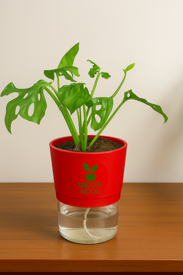 Philodendron Broken Heart live indoor plant with self watering pot.