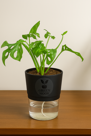 Philodendron Broken Heart live indoor plant with self watering pot.