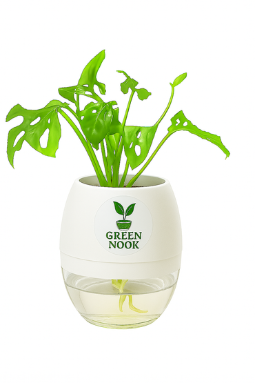 Philodendron Broken Heart live indoor plant with self watering pot.