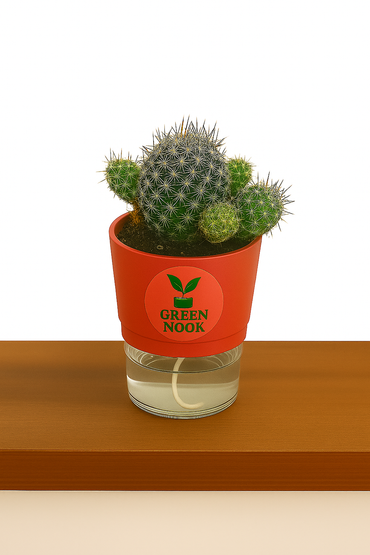 Noto Cactus rutilant plant live indoor plant with self watering pot.