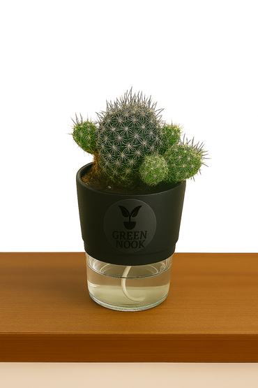 Noto Cactus rutilant plant live indoor plant with self watering pot.