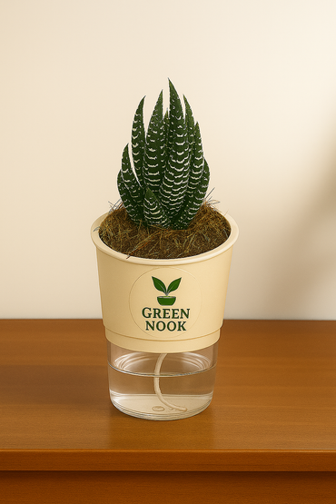 Zebra Haworthia succulent plant live indoor plant with self watering pot.