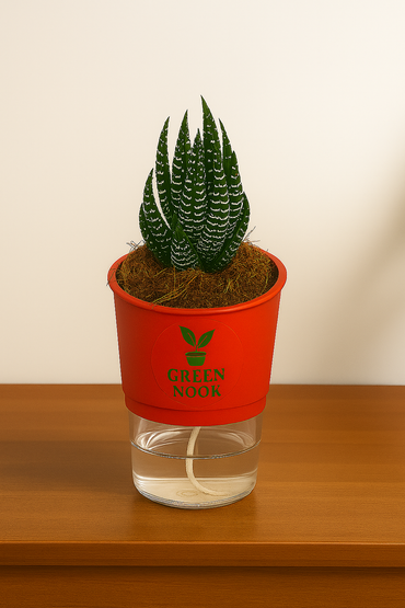 Zebra Haworthia succulent plant live indoor plant with self watering pot.