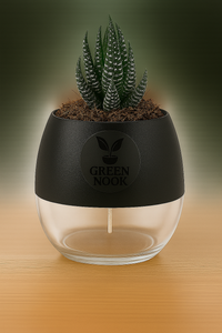 Zebra Haworthia succulent plant live indoor plant with self watering pot.
