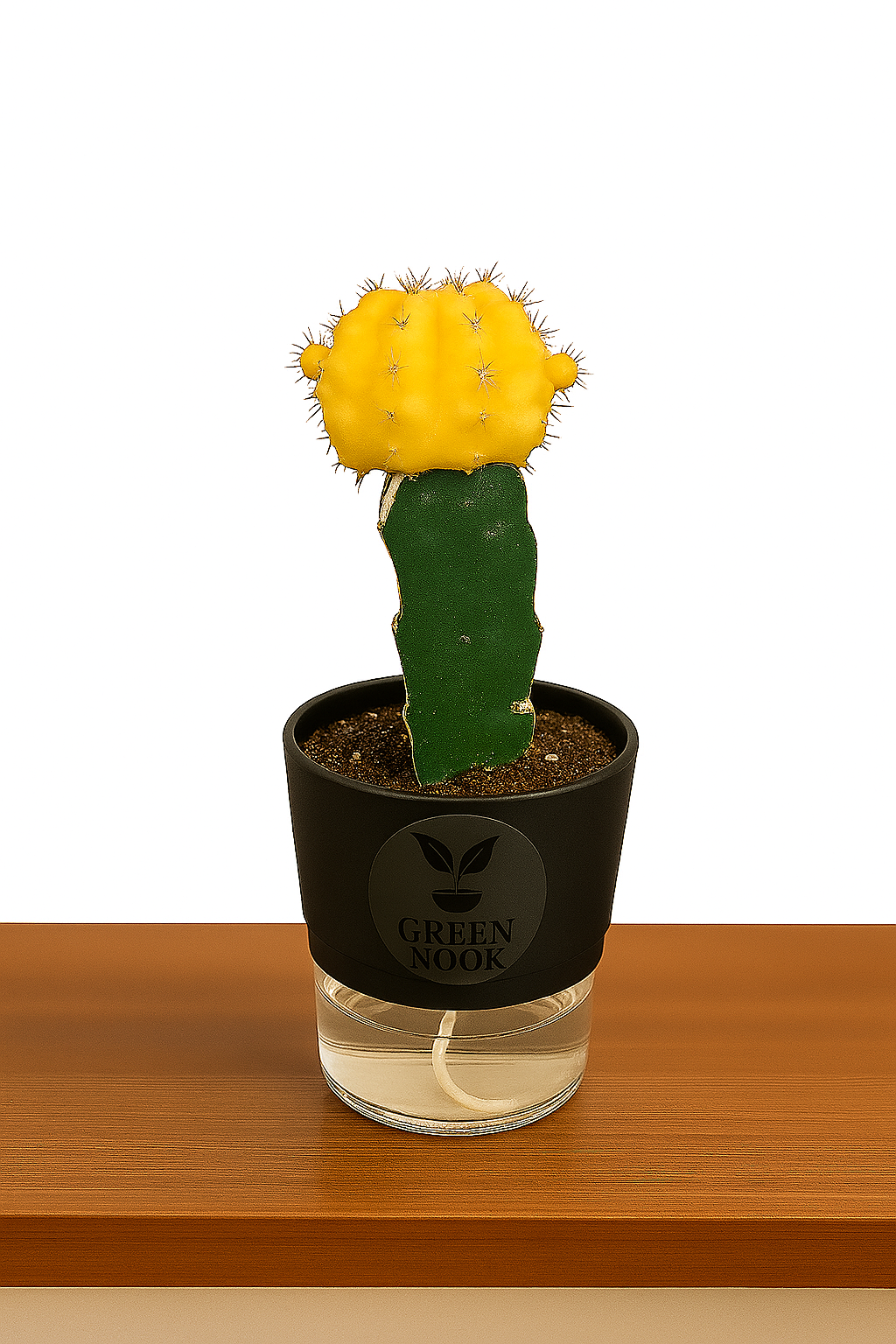 moon cactus plant live indoor plant with self watering pot.