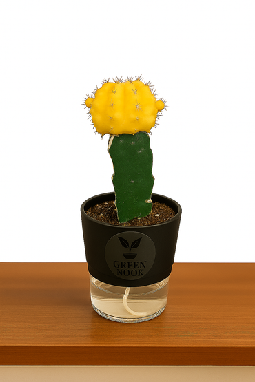 moon cactus plant live indoor plant with self watering pot.