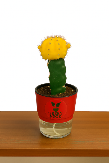 moon cactus plant live indoor plant with self watering pot.