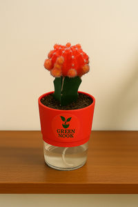 moon cactus plant live indoor plant with self watering pot.