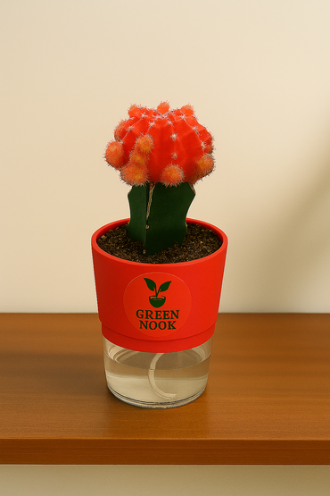 moon cactus plant live indoor plant with self watering pot.