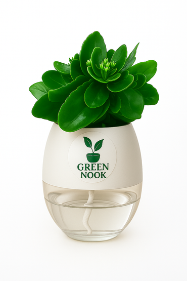 Bear Paw Kalanchoe Succulent Crassula natural live indoor plant with self watering pot.