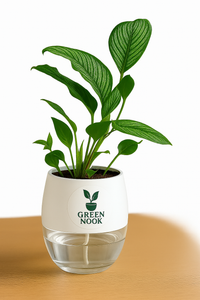Pin stripe Calathea Vittate | Calathea Elliptica rare natural live indoor plant with self watering pot.