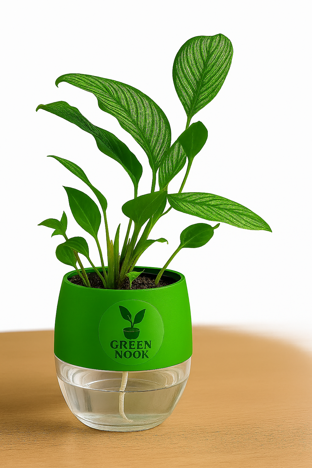 Pin stripe Calathea Vittate | Calathea Elliptica rare natural live indoor plant with self watering pot.