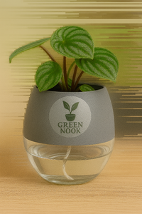 Peperomia Watermelon live indoor plant with self watering pot.