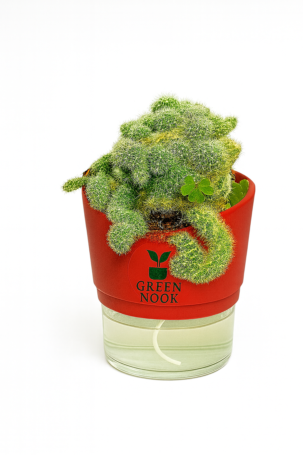 Cactus plants live air  purifying indoor plant with self watering pot
