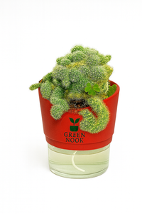 Cactus plants live air  purifying indoor plant with self watering pot